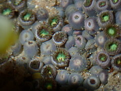 Zoanthus sansibaricus