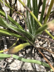 Hypoxis floccosa