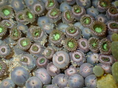 Zoanthus sansibaricus