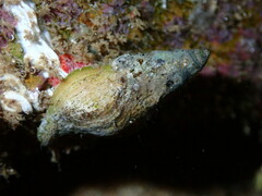 Nodopelagia brazieri