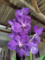 Vanda