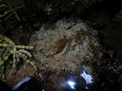 Dolabella auricularia