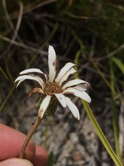 Gerbera serrata