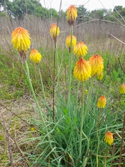 Kniphofia
