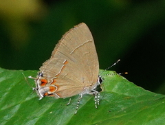 Calycopis