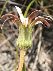 Gerbera serrata