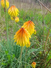 Kniphofia
