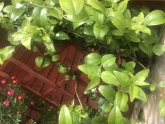 Jasminum multipartitum