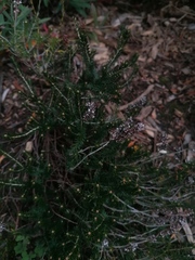 Erica spiculifolia