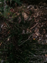 Erica spiculifolia