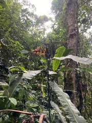 Heliconia latispatha