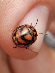 Steganocerus multipunctatus