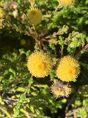Leucadendron levisanus