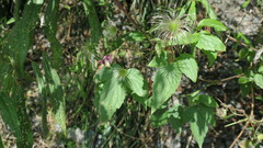 Clematis lasiandra