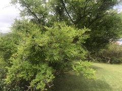 Vachellia karroo