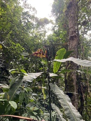 Heliconia latispatha