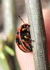 Steganocerus multipunctatus