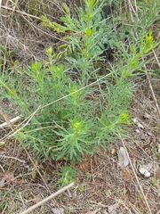 Osteospermum muricatum
