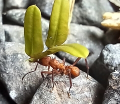 Acromyrmex octospinosus