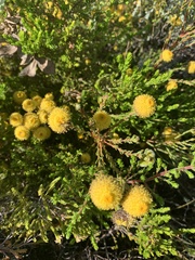 Leucadendron levisanus