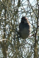 Passer hispaniolensis