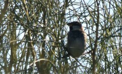 Passer hispaniolensis