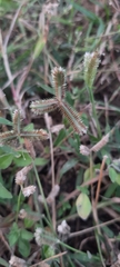 Dactyloctenium aegyptium
