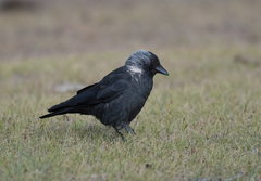Corvus dauuricus