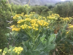 Senecio halimifolius