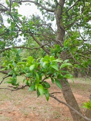 Rhamnus prinoides