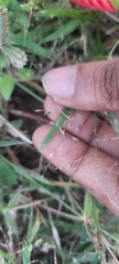 Eragrostis intermedia