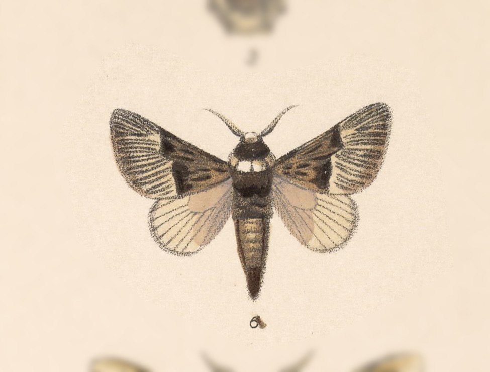 Megalopyge radiata