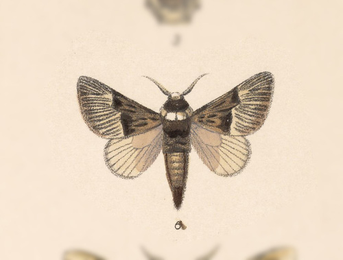 Megalopyge radiata