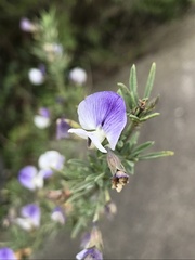 Psoralea axillaris