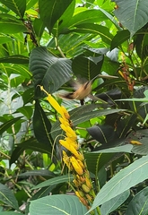 Phaethornis striigularis