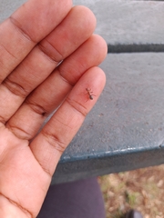 Anoplolepis custodiens