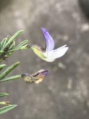Psoralea axillaris