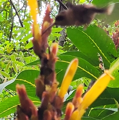 Phaethornis striigularis