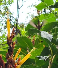 Phaethornis striigularis