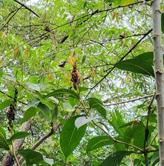 Phaethornis striigularis