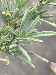 Psoralea axillaris