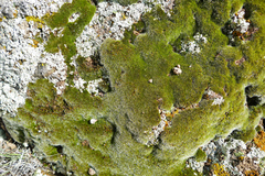 Grimmia laevigata