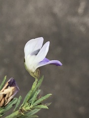 Psoralea axillaris