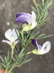 Psoralea axillaris