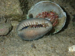 Monetaria caputserpentis