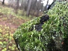 Cladonia fimbriata