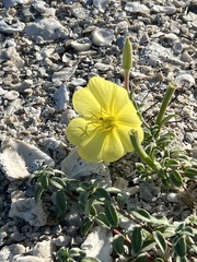 Oenothera drummondii