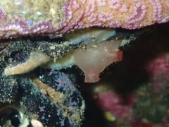 Pyuridae