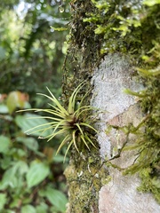 Guzmania monostachia