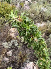 Cliffortia phillipsii